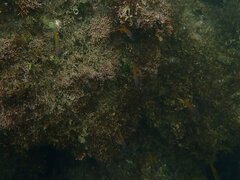 Chromis punctipinnis