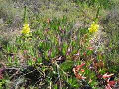 Bulbine praemorsa