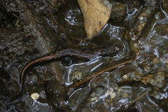Desmognathus ocoee