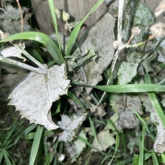 Golovinomyces sonchicola