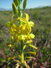 Bulbine praemorsa