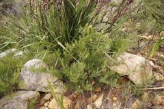 Cliffortia