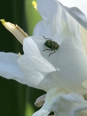 Diabrotica balteata