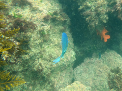 Chromis punctipinnis