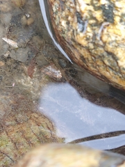 Halicarcinus planatus