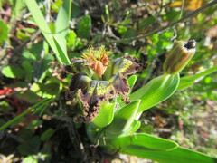 Ferraria variabilis