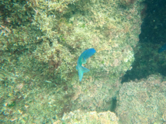 Chromis punctipinnis