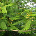 Acacia cochliacantha - Photo (c) Aurelio Molina Hernández., some rights reserved (CC BY-NC), uploaded by Aurelio Molina Hernández.
