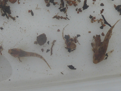 Cottus gobio