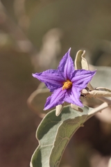 Solanum lycocarpum