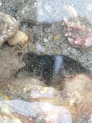 Halicarcinus planatus