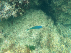 Chromis punctipinnis