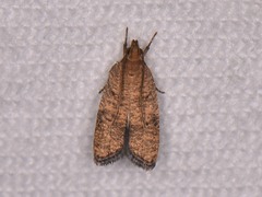 Psilocorsis quercicella