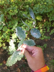 Symphoricarpos