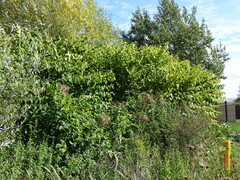 Reynoutria × bohemica