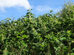 Reynoutria × bohemica