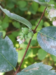 Symphoricarpos