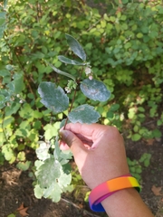 Symphoricarpos