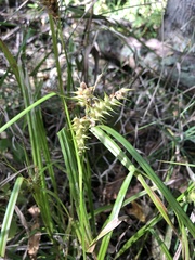 Carex retrorsa