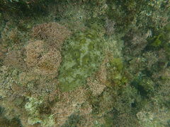 Paralichthys californicus