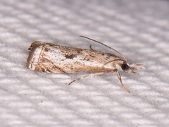 Microcrambus