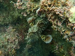 Scorpaena guttata