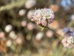 Eriogonum parvifolium
