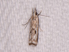 Microcrambus