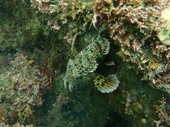 Scorpaena guttata