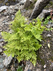 Cryptogramma crispa