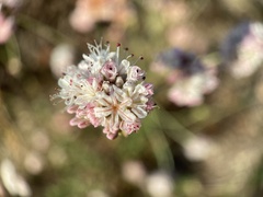 Eriogonum parvifolium