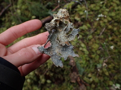 Lobariaceae