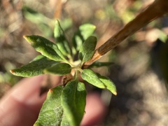 Eriogonum parvifolium