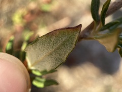 Eriogonum parvifolium