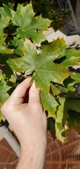 Acer