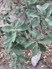 Quercus grisea
