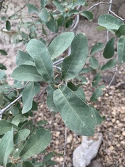 Quercus grisea