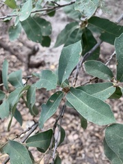 Quercus grisea