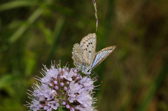 Polyommatus daphnis