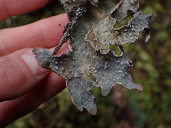 Lobariaceae