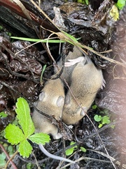 Apodemus sylvaticus
