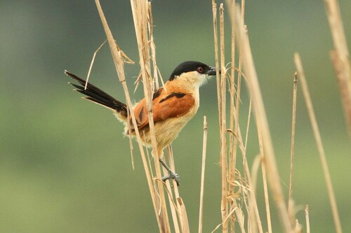 Marsh Tchagra