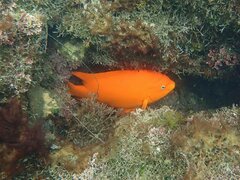 Hypsypops rubicundus