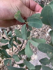 Quercus grisea