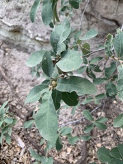 Quercus grisea