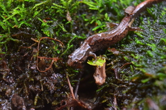 Desmognathus ocoee