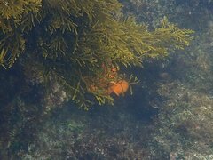 Hypsypops rubicundus