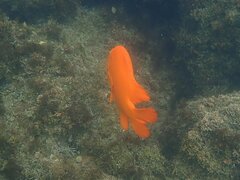 Hypsypops rubicundus