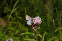 Polyommatus daphnis