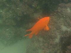 Hypsypops rubicundus